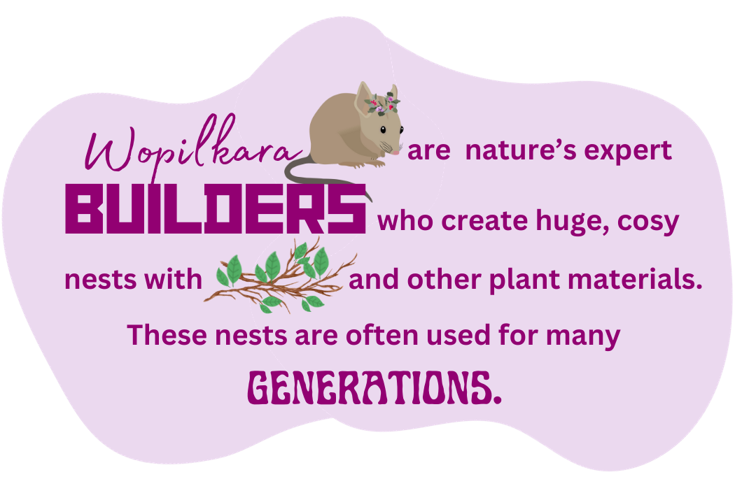 Wopilkara are nature's expert builders who create huge, cosy nests with sticks and other plant materials. These nests are often used for many generations.