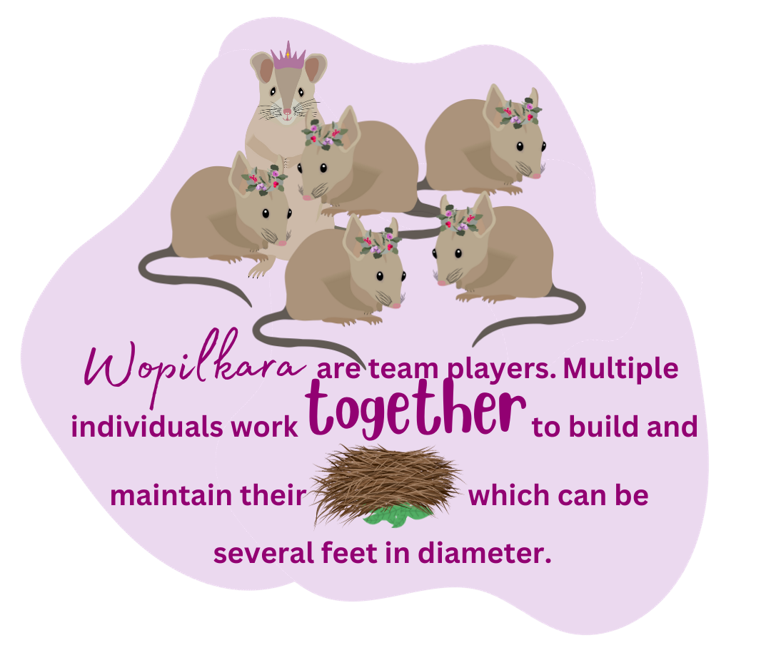 Wopilkara are team players. Multiple individuals work together to build and maintain their nest which can be several feet in diameter.